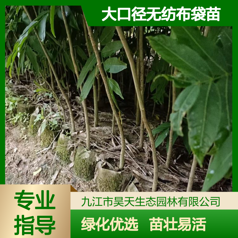 高1米以上 地径1-2公分 无患子苗木 大口径无纺布袋苗 园林绿化