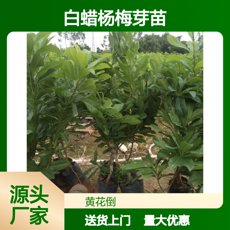 白蜡杨梅芽苗 园林常绿灌木优选 易于栽培 经济寿命长
