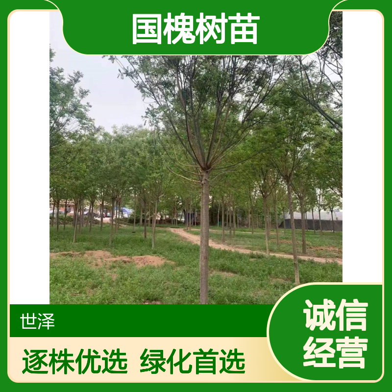 国槐树苗 12-30公分 公路绿化 观赏性强 逐株选苗 包装车 绿化工程