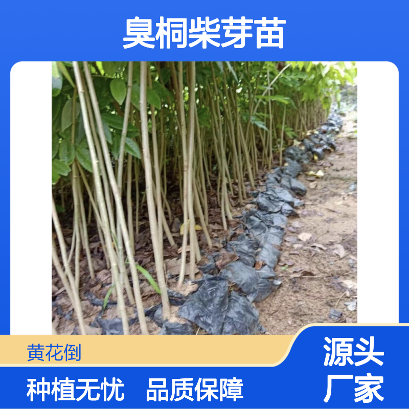 臭桐柴芽苗 根系发达 好管理 品种丰富 质量保证