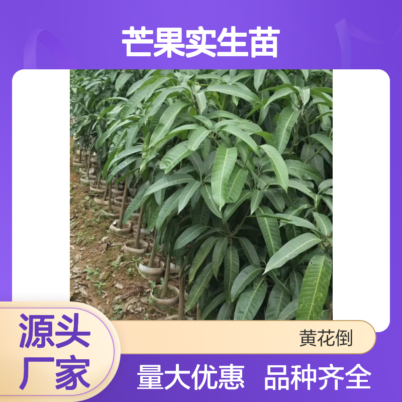 产地批发台农芒果实生苗 品种齐全质量保证 根系发达种植好管理