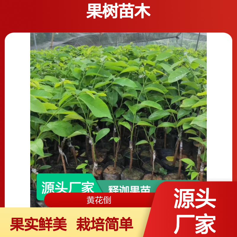 释迦果苗 批发种植 优质果树苗木 货源充足 栽培简单