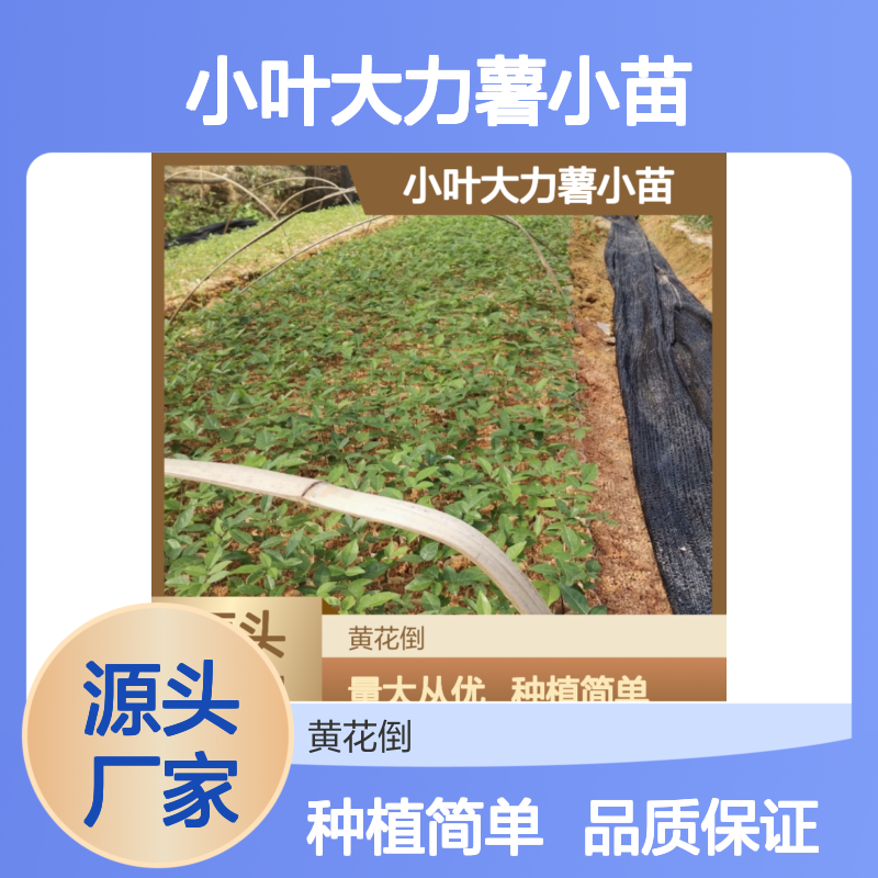 小叶大力薯小苗 山坡草丛优选品种 科学管理 广泛分布