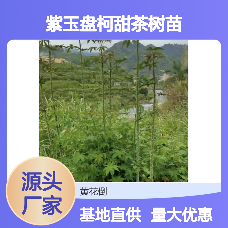 紫玉盘柯甜茶树苗 基地直供 生长迅猛 枝繁叶茂