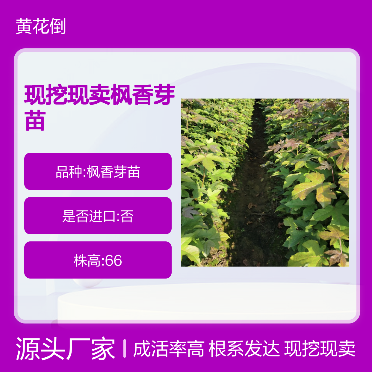 现挖现卖枫香芽苗 多年生根系发达 成活高规格齐全