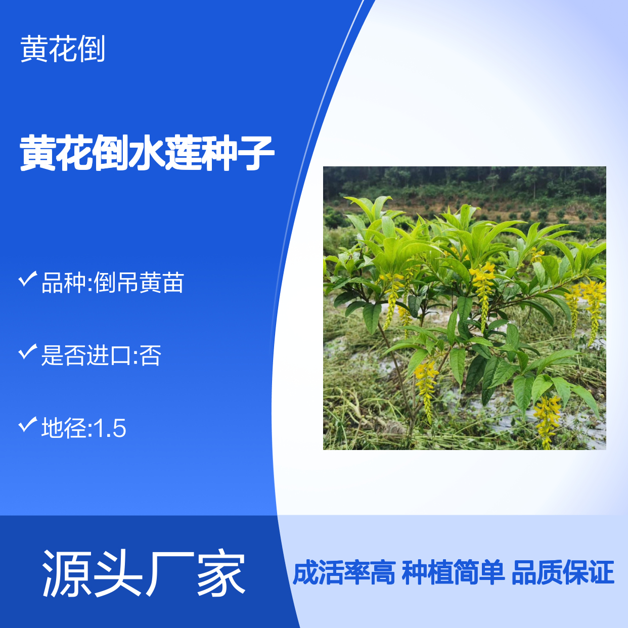 黄花倒水莲种子 批发零售 盆栽花卉 婀娜多姿 枝叶繁茂