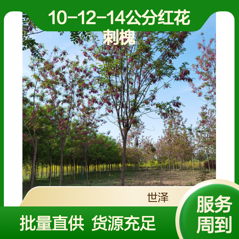 10-12-14公分红花刺槐 批量直供 适应性强 缓苗快 货源充足