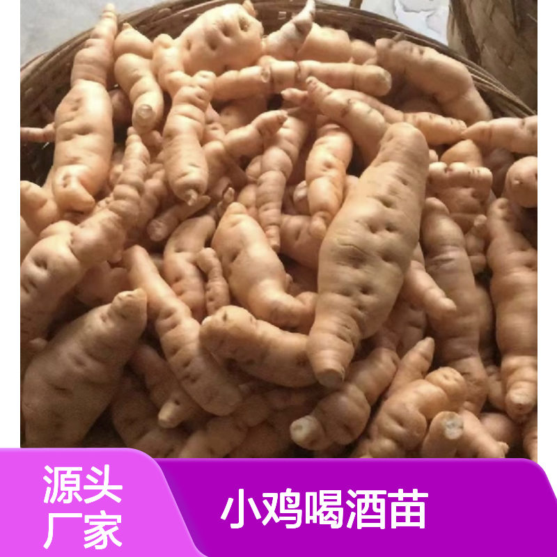 小鸡喝酒苗 百亩种植基地直供 常绿灌木 生长健壮
