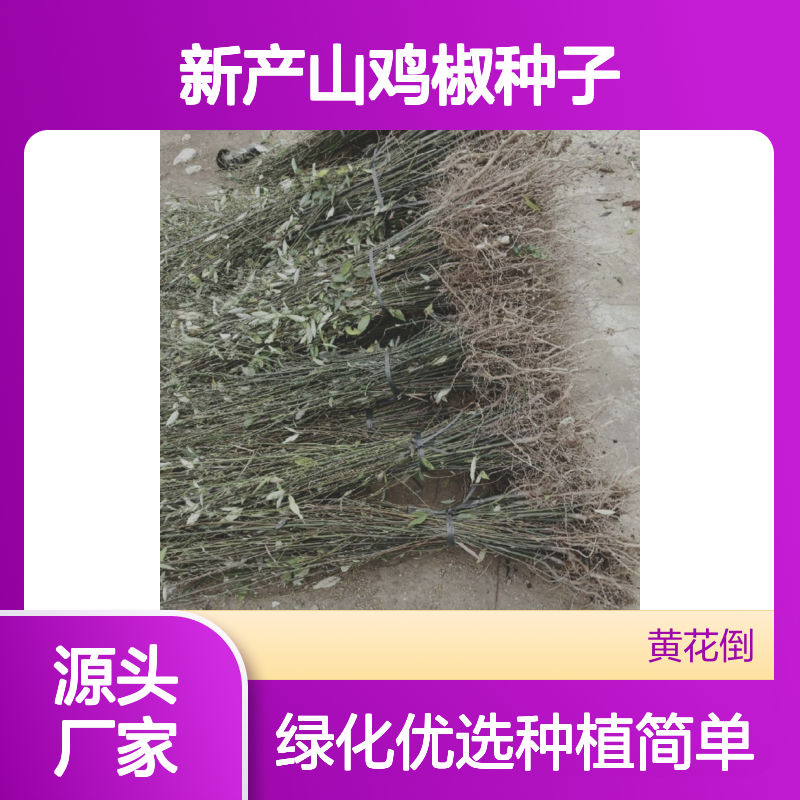 新产山鸡椒种子 农户直供 技术指导支持 适应性强