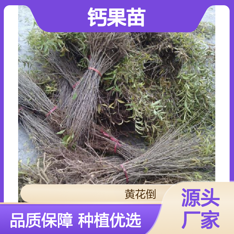 钙果苗 荒山农田可种 种植收益佳 抗旱抗病 适应力强