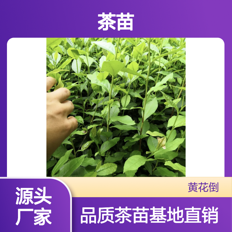 龙井43号茶苗 百亩基地直供 品质保证 健康绿色