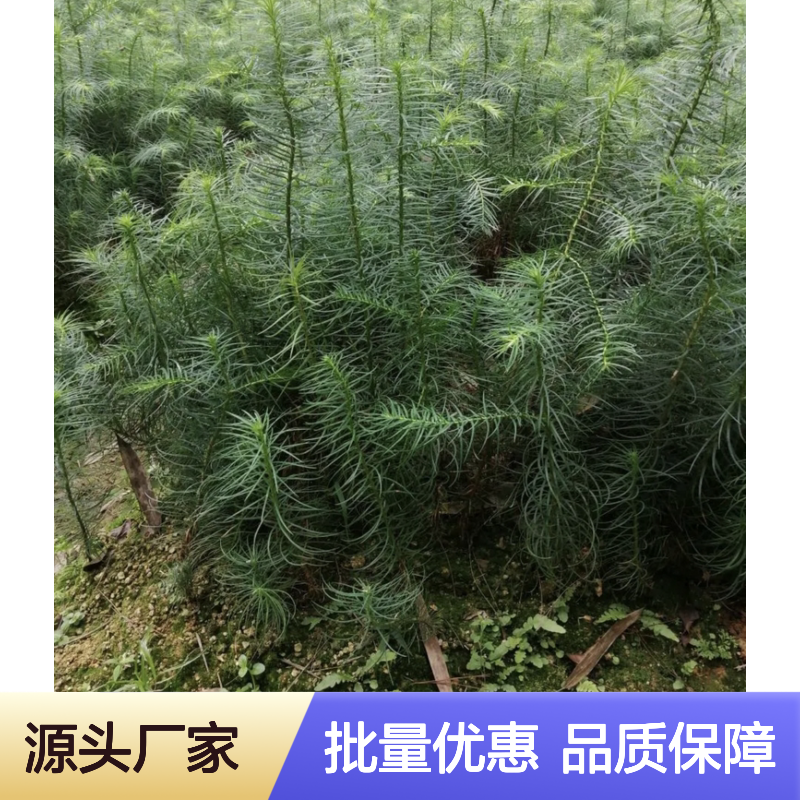 两年杉木苗 乔木树种建筑优选 生长迅速 经济价值高