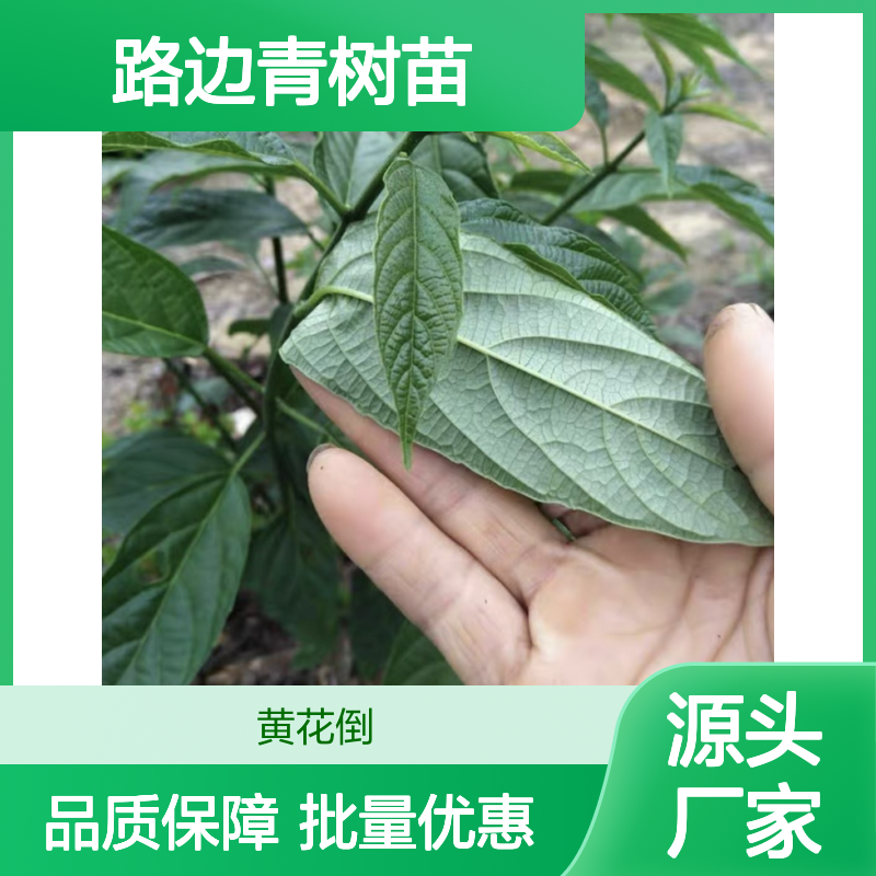 路边青树苗 批发基地直供 园林植物 生长迅速 易于栽培