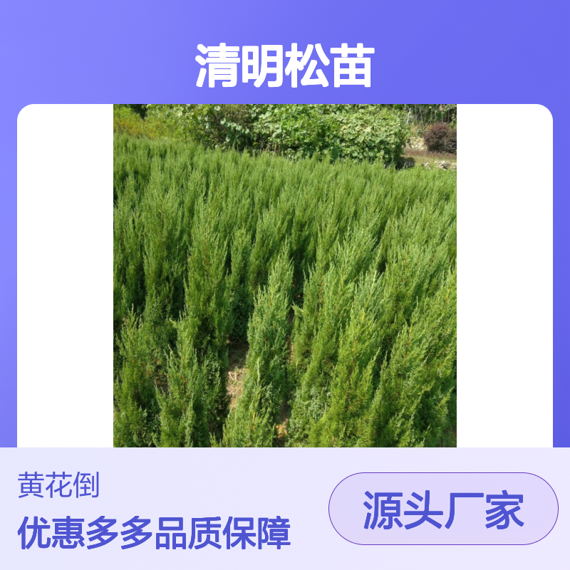 清明松苗 直立乔木 园林优选 生长迅速 耐寒耐旱
