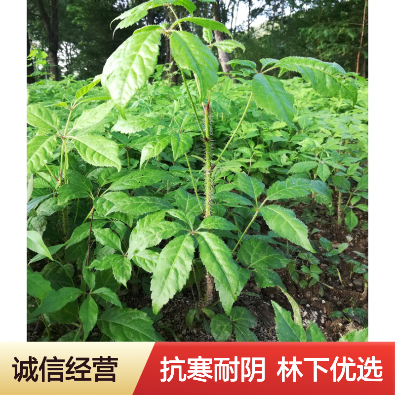 长梗/短梗刺五加树苗 造林药用山野菜苗木 抗寒耐阴 林下套种优选