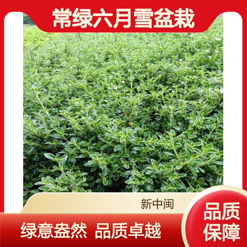 漳 州产常绿六月雪盆栽 蓬径16地径1.5 绿篱花镜布置优选苗木