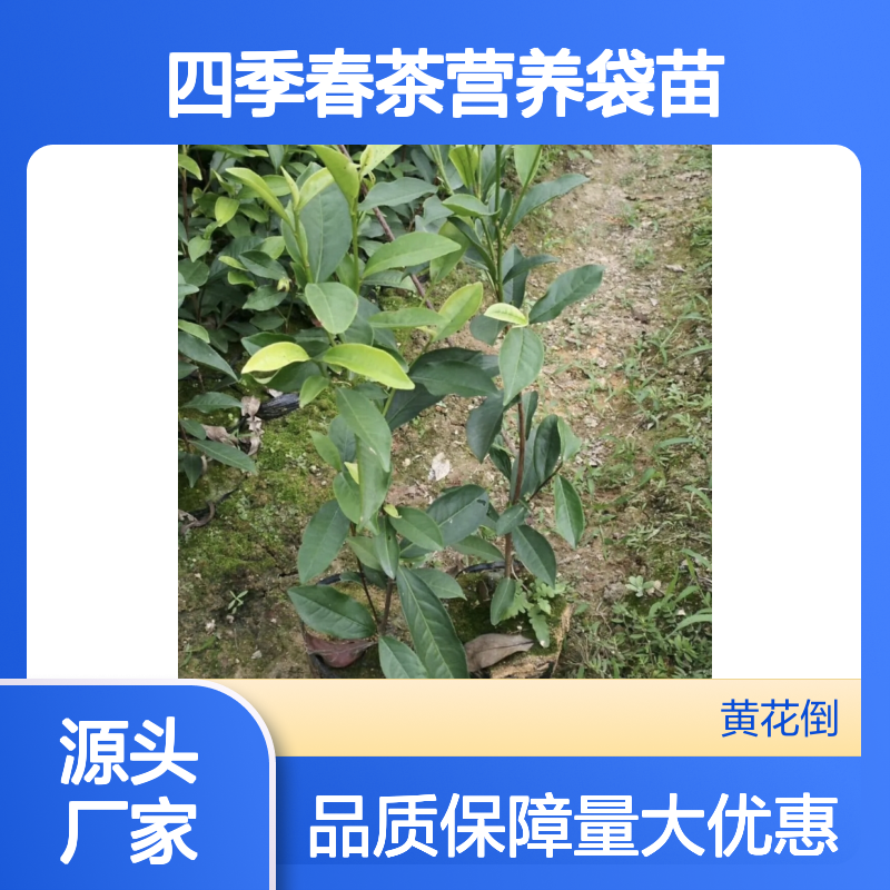 四季春茶营养袋苗 种植技术分享 品质保证 生长旺盛