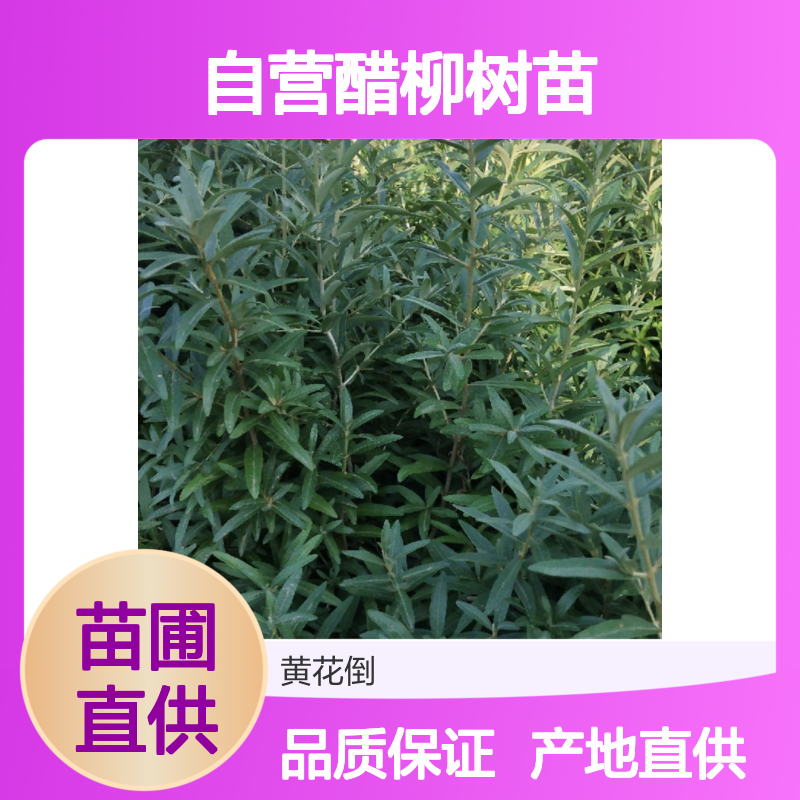 苗木合作社自营醋柳树苗 苗圃产地直供品质保证种植技术分享