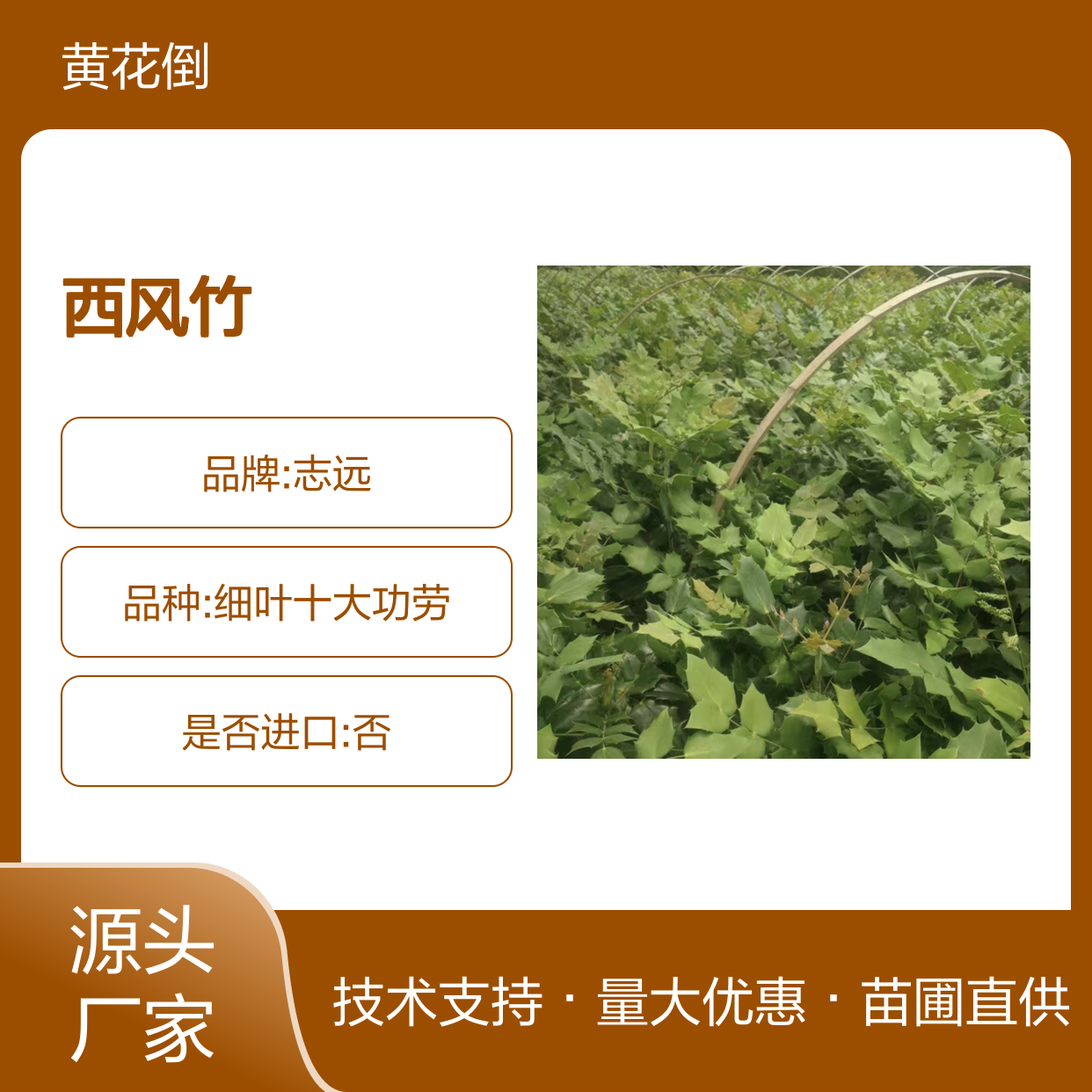 西风竹种苗 苗圃直供 品质技术双保障 抗寒力强