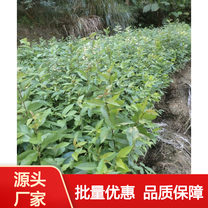 早樱袋苗批发 优质园林植物 生长旺盛 适应性强