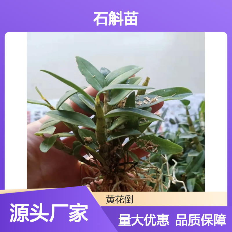 精选石斛苗 基地直批 发货迅速 品质优良 管理科学