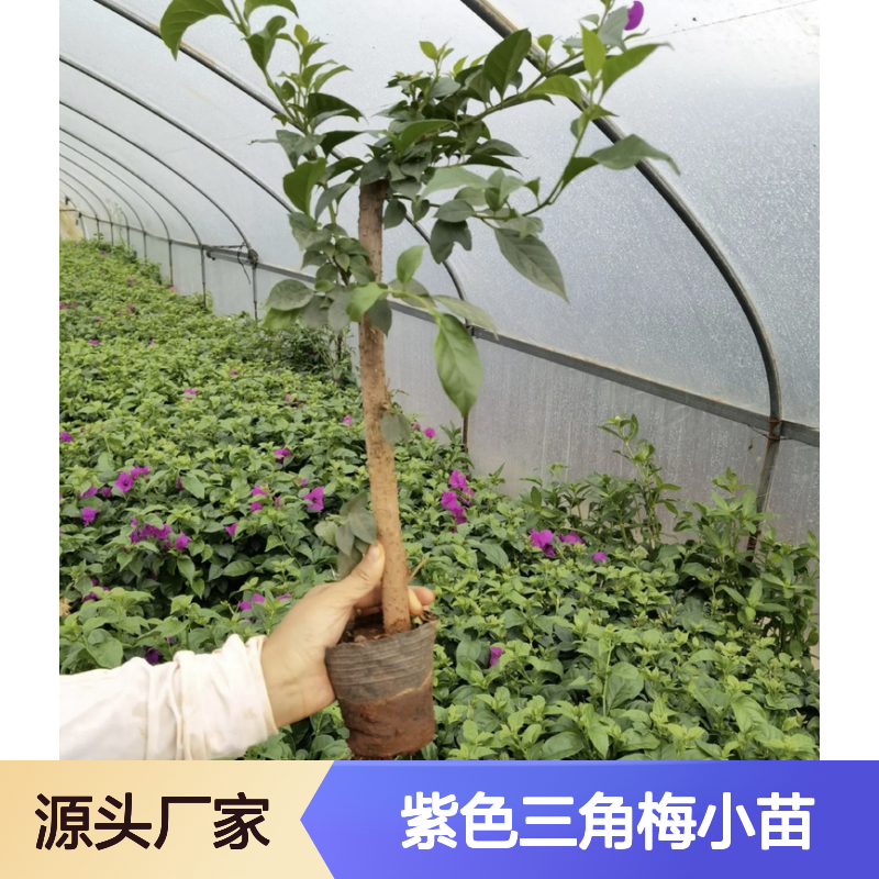 紫色三角梅小苗 百亩产区直供 生长旺盛 易于养护