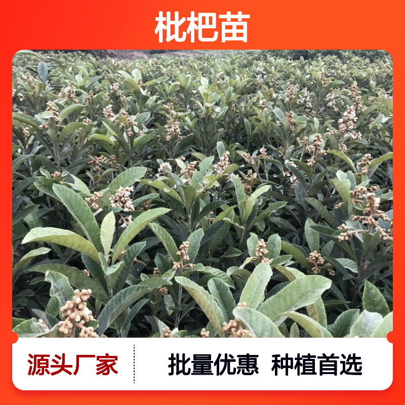 解放钟枇杷苗 百亩种植主产区直供 品质优良 生长健壮