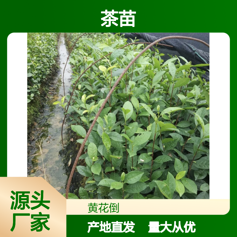 批发中茶108茶苗 常绿灌木 种植优选 产地直供 历史悠久