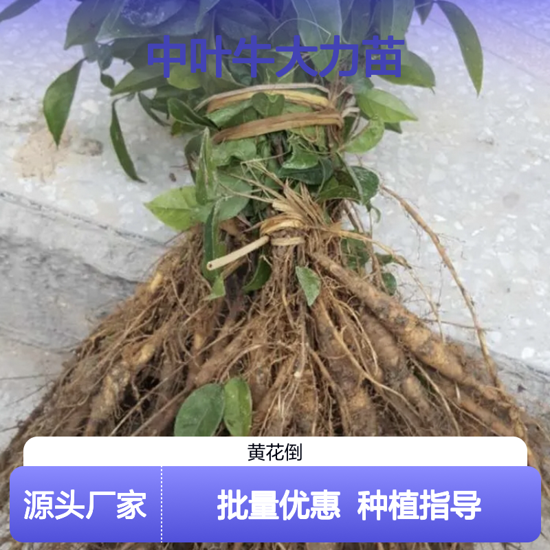 中叶牛大力苗 基地直供 科学管理 技术指导 高产增收