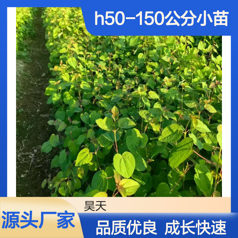 乡土彩叶树株连香树苗木 H50-150公分小苗 米径3-8公分苗木
