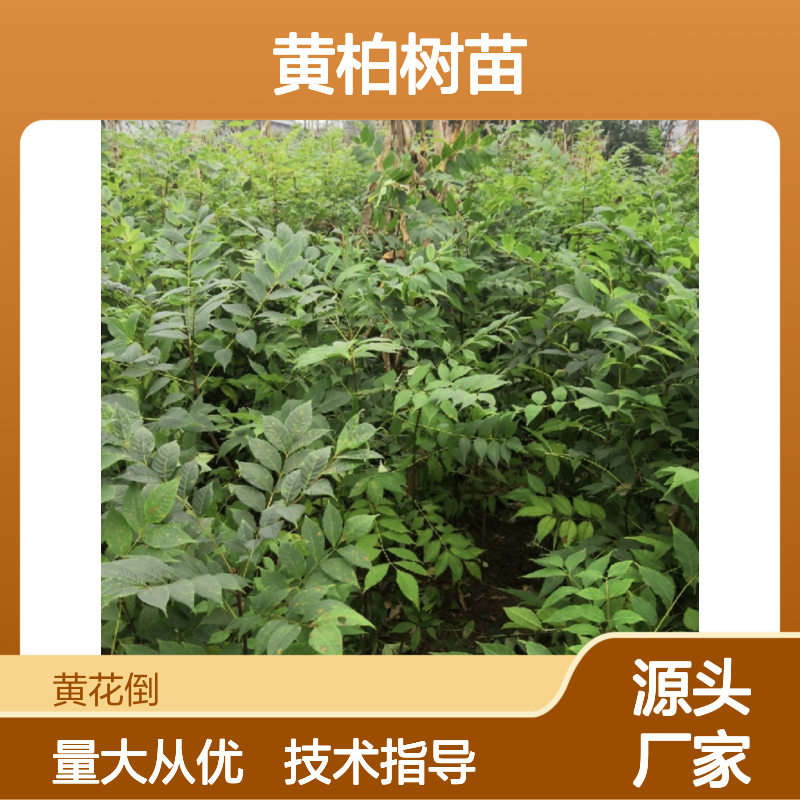 关黄柏树苗 基地直供 种植技术指导 移栽成活高