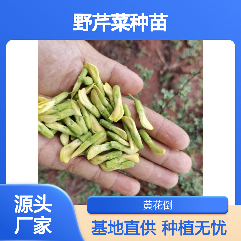 野芹菜种苗 基地直发 品质纯正 技术支持 成活率高