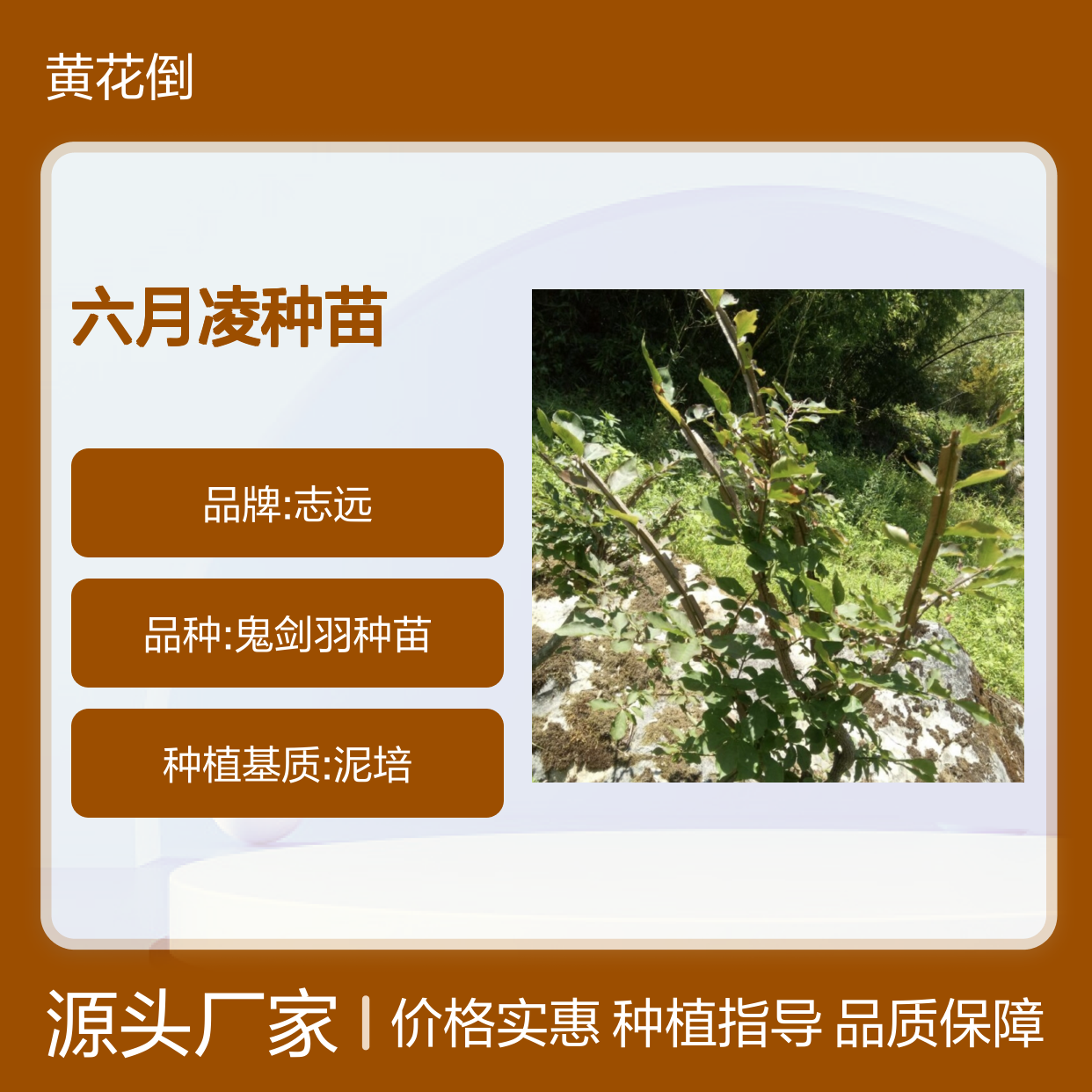 六月凌种苗 基地直供 种植指导 生长迅速 树冠通透