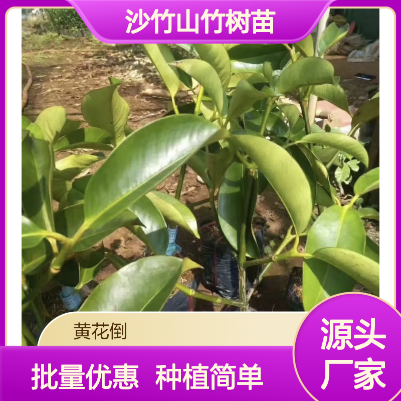 沙竹山竹树苗 热带水果种植优选 生长旺盛 分枝密集