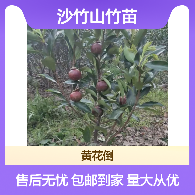 沙竹山竹苗 批发果园直供 品质优良 生长旺盛 适应性强