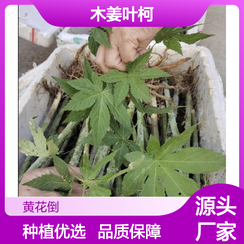 木姜叶柯种苗 批发种植 园林优选 生长迅猛 适应性强