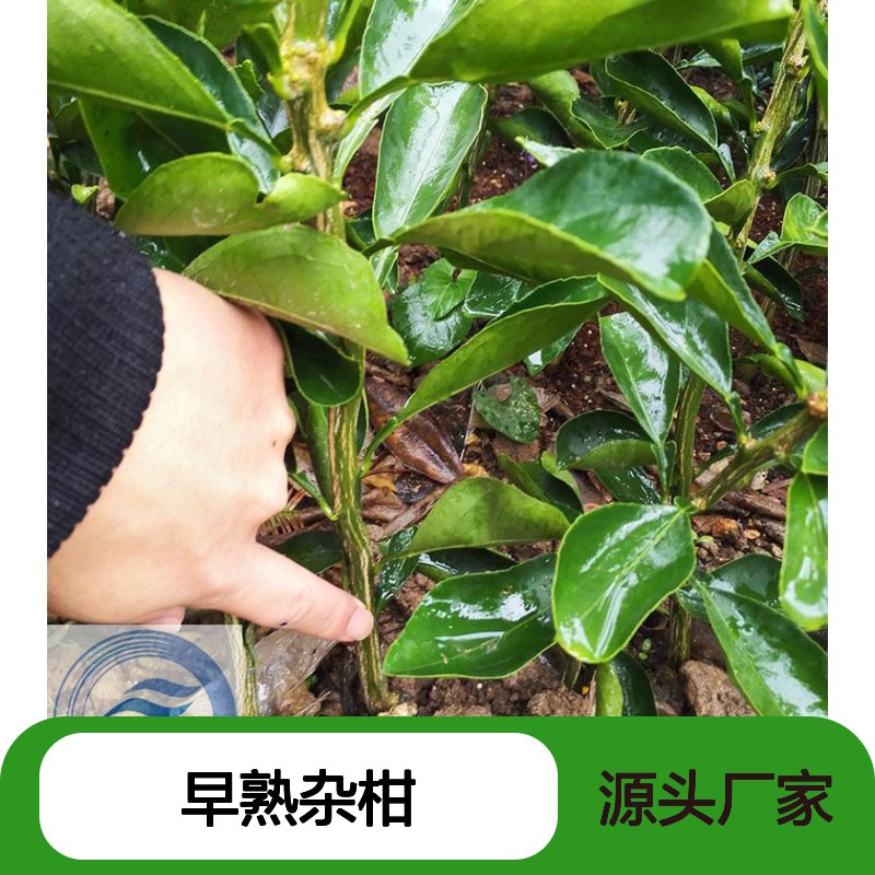 柑橘新品种晴姬 早熟杂柑 一年生柑桔树苗 基地现挖现发