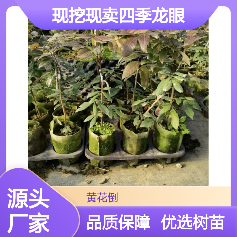 现挖现卖四季龙眼直生苗 嫁接苗成活率高 果园优选