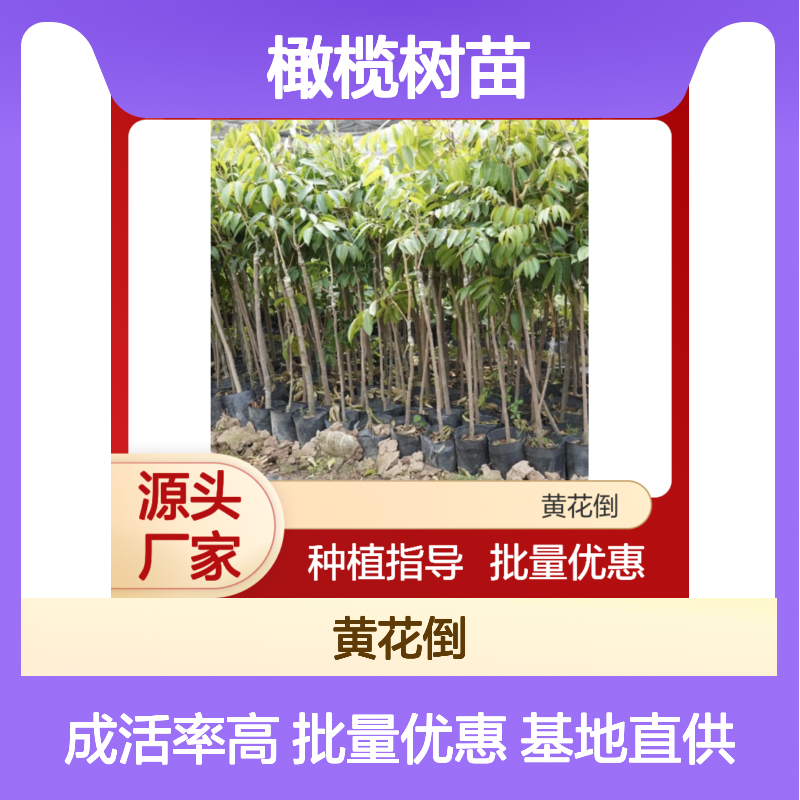 油橄榄树苗 种植基地直供 批发优选 成活率高 管理科学