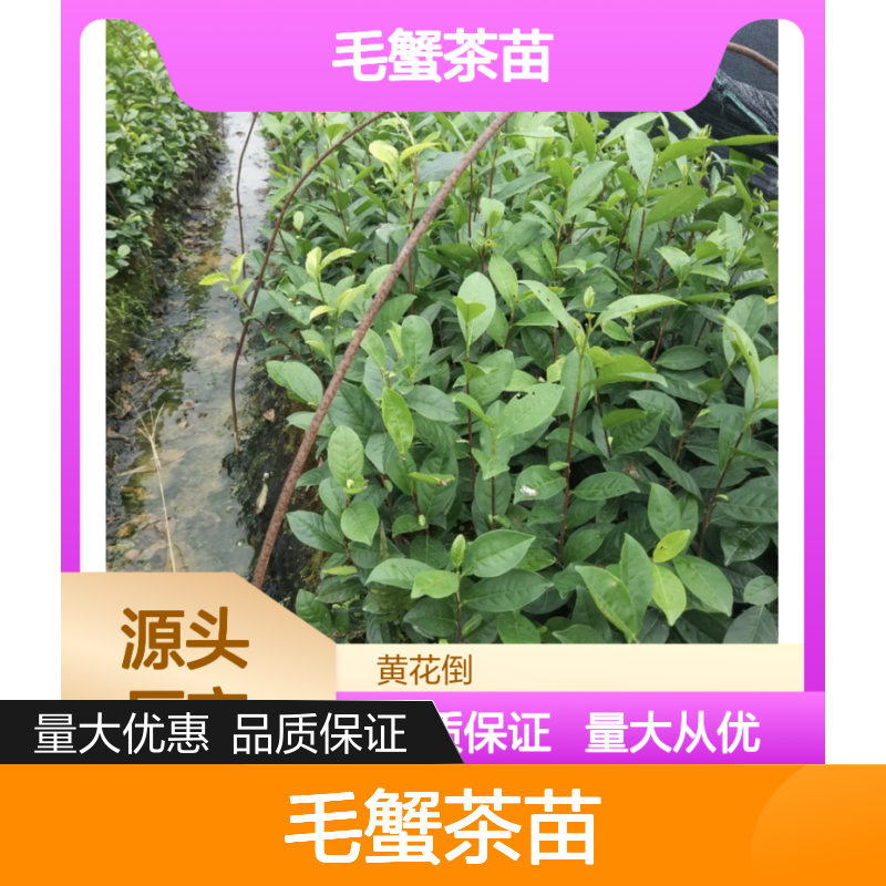毛蟹茶苗基地直供 优质毛蟹茶种植茶苗 专业培育