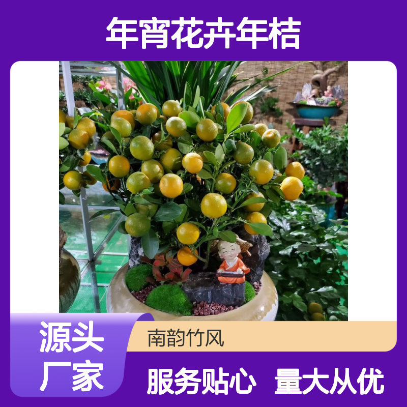 年宵花卉年桔 盆栽盆景优选 成活率高 品质如一