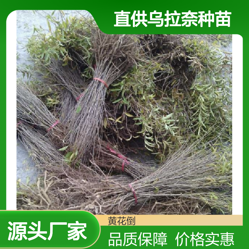 基地直供乌拉奈种苗 多年生根系发达成活高规格齐全