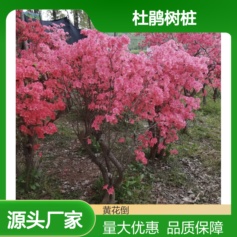 杜鹃种植主产区 优质杜鹃树桩供应 生长旺盛 易于繁殖
