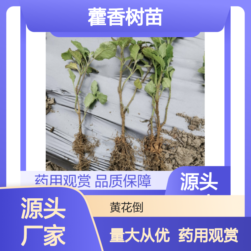 藿香树苗 多年生草本 药用观赏兼具 花期悠长 源头直供