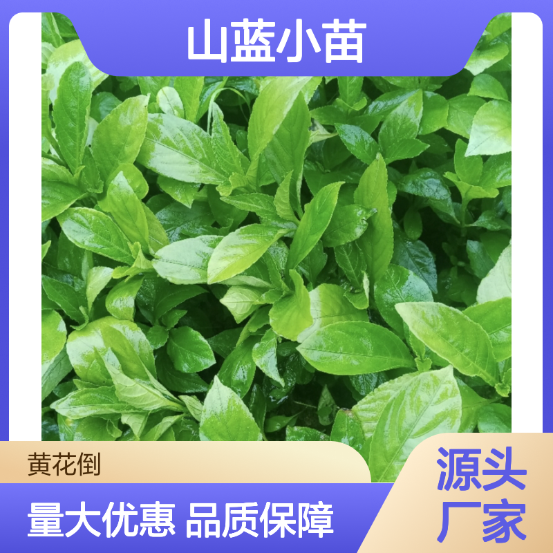 山蓝小苗批发 基地直供 常绿灌木 耐寒易养 园林优选