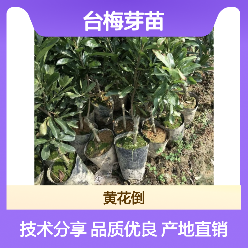 产地批发台梅芽苗 苗圃产地直供品质保证种植技术分享