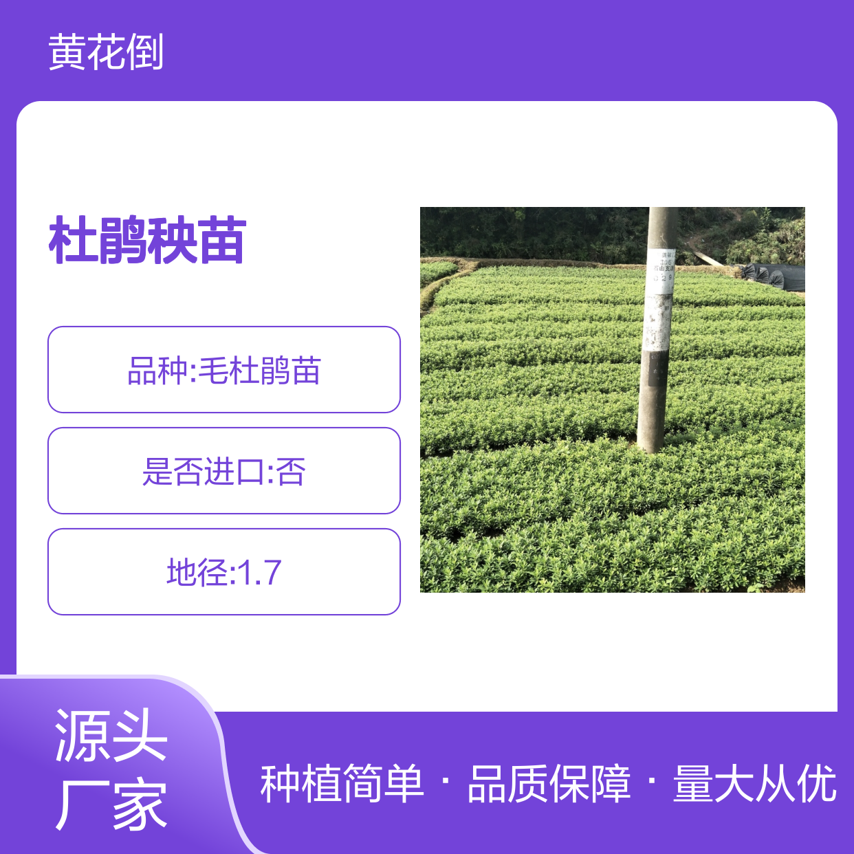 毛杜鹃秧苗 半常绿灌木植物 花多色艳 易于修剪