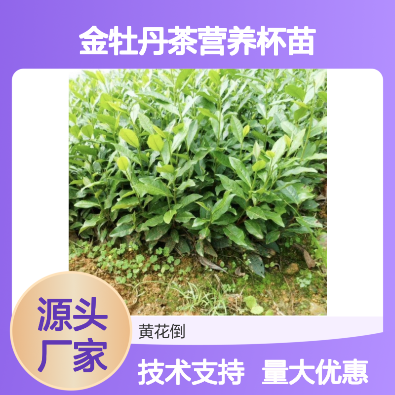 精选金牡丹茶苗 营养杯装 支持批发 基地直供 种植专业