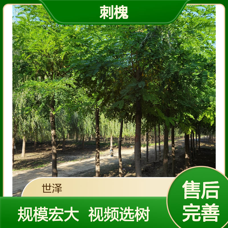 园林绿化 8-10公分刺槐 带球直发 规模大 可视频选树