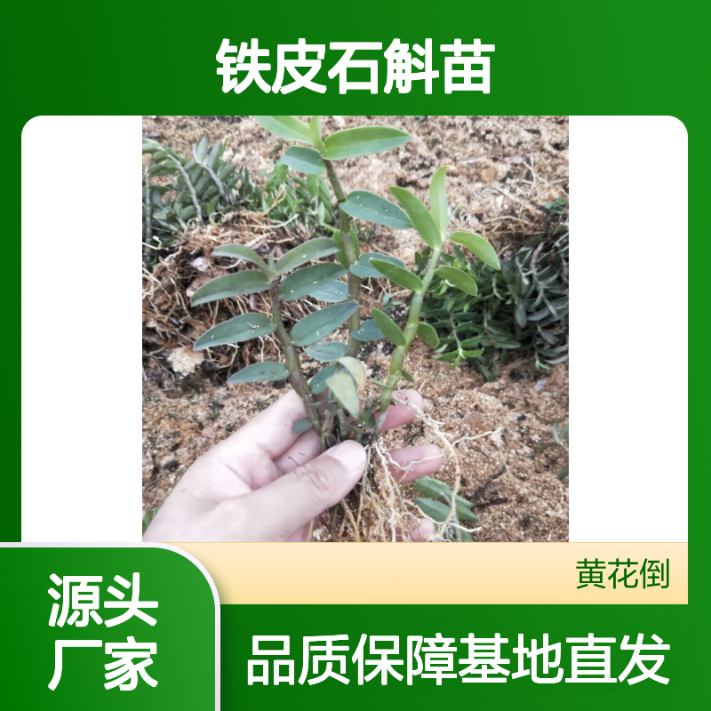 铁皮石斛苗 基地直供 栽培指导 生长迅速 适应性强